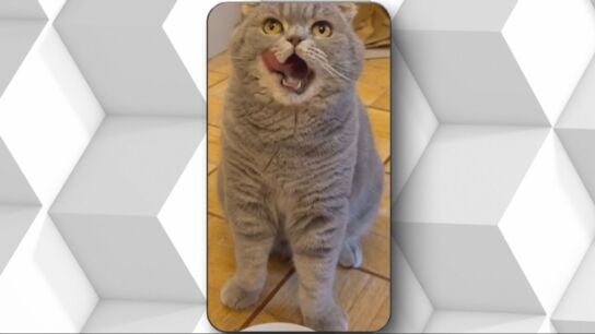 El nuevo fen&oacute;meno viral de B&eacute;lgica tiene cuatro patas y vive con el primer ministro: as&iacute; es Maximus, el 'asesor' de Bart De Wever