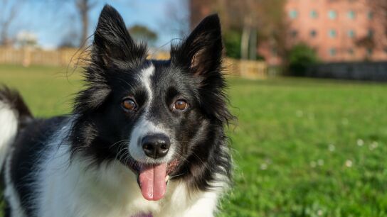 Fotograf&iacute;a de un perro border collie de color blanco y negro que posa en un primer plano en mitad del campo.