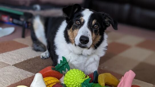 Bryn, el border collie de 11 años que conoce el nombre de sus 100 juguetes.