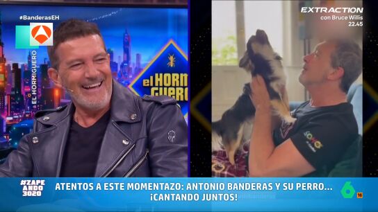 Antonio Banderas present&oacute; en 'El Hormiguero' a 'Gipsy', su perro con el que incluso cantan juntos: "Est&aacute; muy afinado y muy en tono, y Banderas tampoco lo hace mal. Se le nota Broadway", ironiza Miki Nadal en este v&iacute;deo.