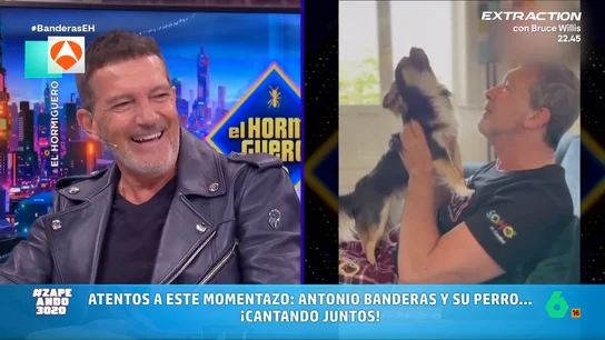 María Gómez reacciona en vídeo al ver a Antonio Banderas cantando con su perro: "Ya estaba enamorada, ahora a sus pies" Antonio Banderas presentó en 'El Hormiguero' a 'Gipsy', su perro con el que incluso cantan juntos: "Está muy afinado y muy en tono, y Banderas tampoco lo hace mal. Se le nota Broadway", ironiza Miki Nadal en este vídeo.