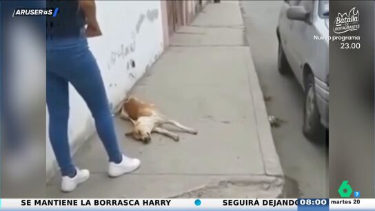 El divertido v&iacute;deo viral del perro que finge ser atropellado: "Es lo que hacen los futbolistas"