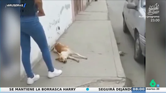 El divertido vídeo viral del perro que finge ser atropellado: "Es lo que hacen los futbolistas" El divertido vídeo viral del perro que finge ser atropellado: "Es lo que hacen los futbolistas"