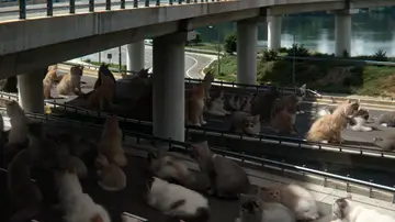 gatitos en la carretera gatitos en la carretera