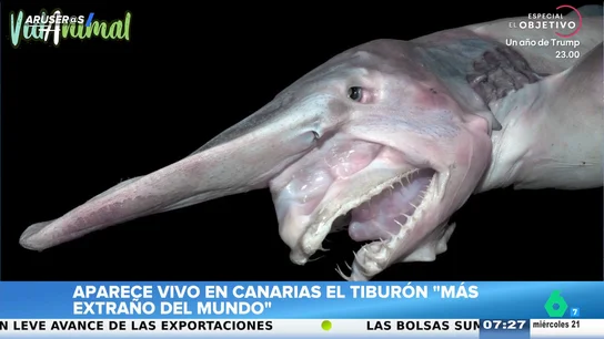 Aparece vivo en Canarias el tiburón más raro del mundo: así es el tiburón duende al que solo se ha avistado 250 veces Aparece vivo en Canarias el tiburón más raro del mundo: así es el tiburón duende al que solo se ha avistado 250 veces