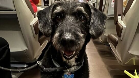 Imagen del perro Boro, desaparecido tras el accidente de trenes de Ademuz.