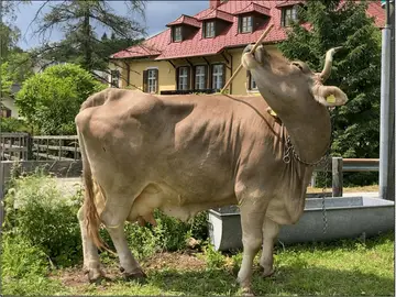 La vaca Veronika La vaca Veronika