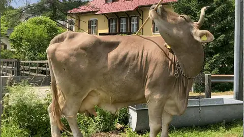 La vaca Veronika La vaca Veronika