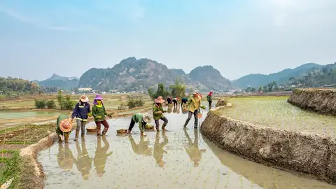 Agricultores trabajando en un campo de arroz Agricultores trabajando en un campo de arroz
