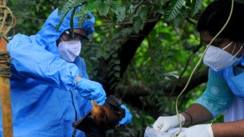 Imagen de la captura de un murciélago, animal portador del virus Nipah