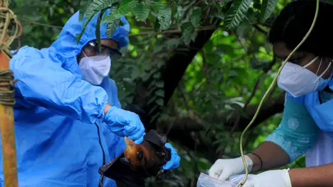 Imagen de la captura de un murciélago, animal portador del virus Nipah Imagen de la captura de un murciélago, animal portador del virus Nipah