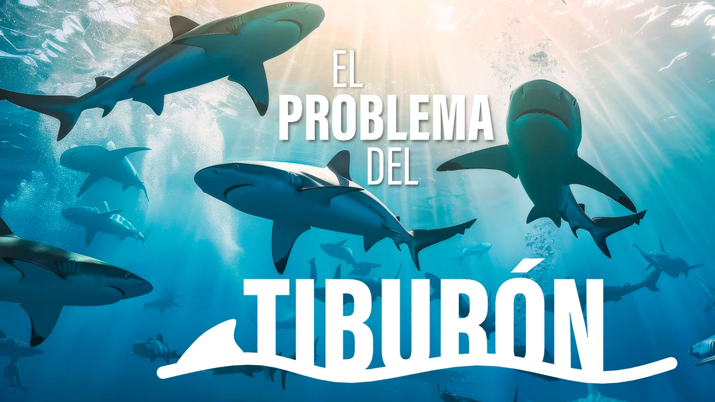 El calor, los peces que huyen y los tiburones que los siguen: cómo el cambio climático altera los océanos El calor, los peces que huyen y los tiburones que los siguen: cómo el cambio climático altera los océanos