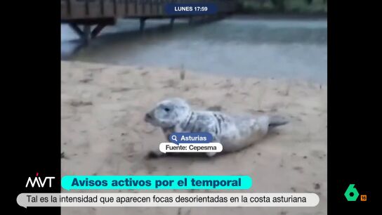 Cinco ejemplares de este animal han aparecido en varias playas de Asturias a causa de la borrasca Harry. El temporal ha provocado que estas se desorienten y acaben en la costa. 