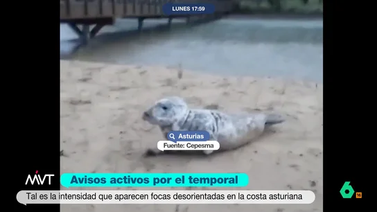 Joanna Ivars pide a la gente que no moleste a las focas que han aparecido en Asturias: "No se acerquen, están asustadas" Cinco ejemplares de este animal han aparecido en varias playas de Asturias a causa de la borrasca Harry. El temporal ha provocado que estas se desorienten y acaben en la costa.