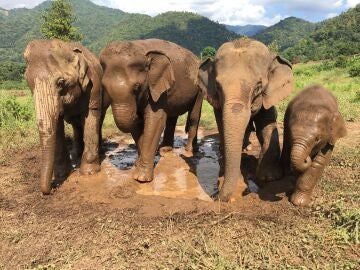 Una familia de elefantes, uno de los animales m&aacute;s inteligentes del planeta