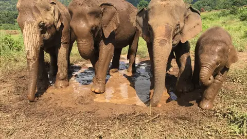 Una familia de elefantes, uno de los animales más inteligentes del planeta Una familia de elefantes, uno de los animales más inteligentes del planeta