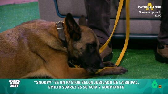 El perro formaba parte de la unidad canina de la Brigada Paracaidista del ej&eacute;rcito hasta que se jubil&oacute;. Al igual que Snoopy, hay muchos perros de trabajo que buscan familia tras varios a&ntilde;os en estas unidades. 