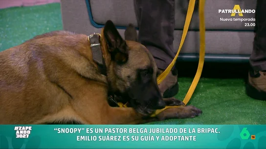 Esta es la historia de Snoopy, un pastor belga paracaidista y experto en detectar explosivos, en vídeo El perro formaba parte de la unidad canina de la Brigada Paracaidista del ejército hasta que se jubiló. Al igual que Snoopy, hay muchos perros de trabajo que buscan familia tras varios años en estas unidades.