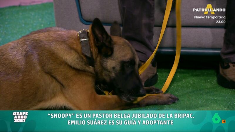 Esta es la historia de Snoopy, un pastor belga paracaidista y experto en detectar explosivos, en v&iacute;deo