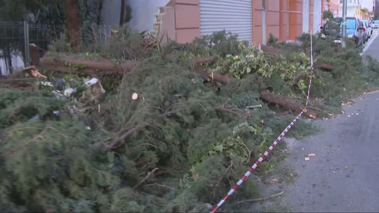 Imagen de un árbol caído este miércoles en Xàtiva (Valencia). Imagen de un árbol caído este miércoles en Xàtiva (Valencia).