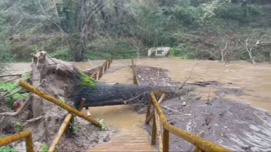 Imagen de un &aacute;rbol ca&iacute;do en C&aacute;diz por el efecto de la borrasca Kristin