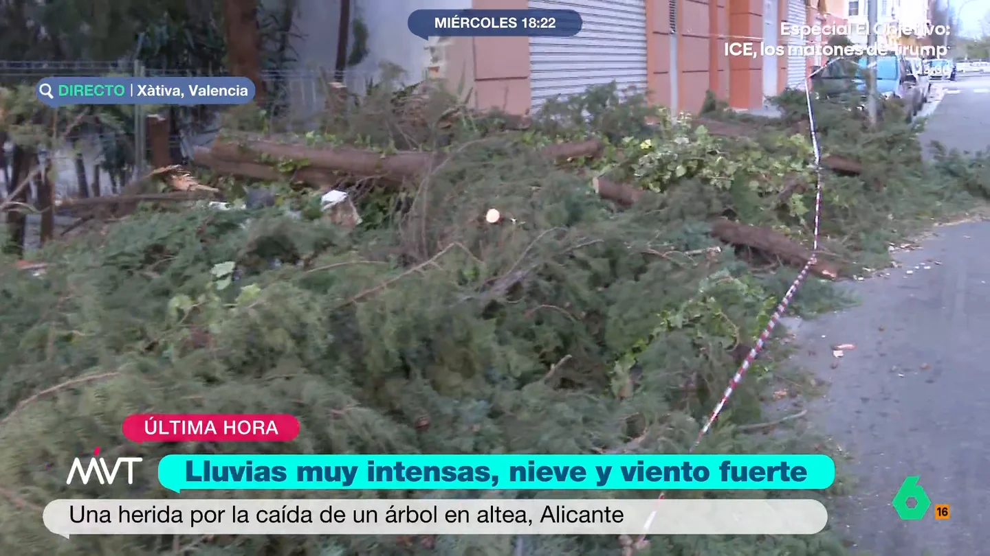 Herida una mujer en Altea al caerle un árbol encima por el fuerte viento Herida una mujer en Altea al caerle un árbol encima por el fuerte viento