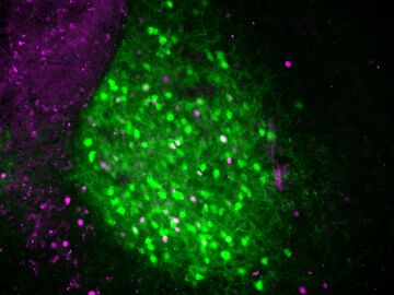 Las neuronas CRF del IPACL (verde) se activan cuando los ratones encuentran nuevos entornos y liberan neurotensina para mantener el estado de alerta