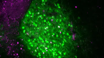 Las neuronas CRF del IPACL (verde) se activan cuando los ratones encuentran nuevos entornos y liberan neurotensina para mantener el estado de alerta Las neuronas CRF del IPACL (verde) se activan cuando los ratones encuentran nuevos entornos y liberan neurotensina para mantener el estado de alerta