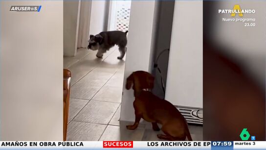 El divertido v&iacute;deo viral del perro salchicha que se esconde para dar un susto a su hermano perruno