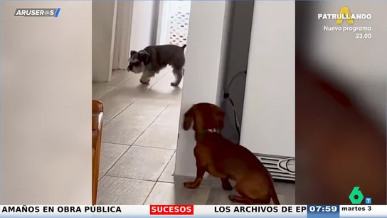 El divertido vídeo viral del perro salchicha que se esconde para dar un susto a su hermano perruno El divertido vídeo viral del perro salchicha que se esconde para dar un susto a su hermano perruno