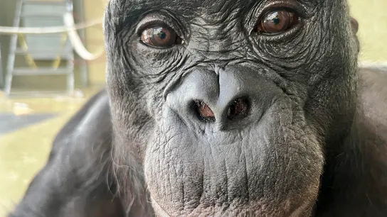 Kanzi, un bonobo de 43 años de la organización Ape Initiative, protagonista del experimento. Kanzi, un bonobo de 43 años de la organización Ape Initiative, protagonista del experimento.