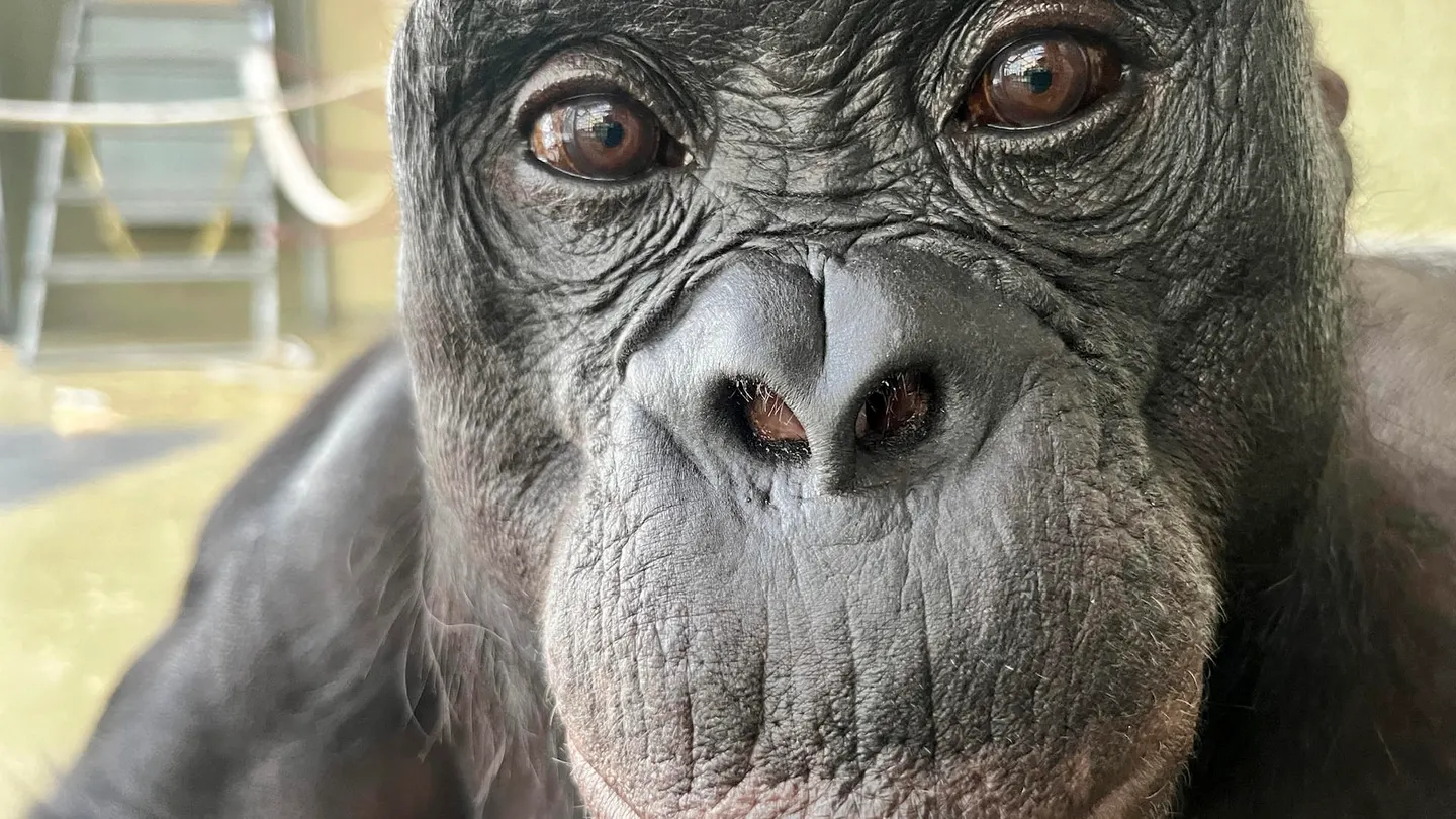 Kanzi, un bonobo de 43 años de la organización Ape Initiative, protagonista del experimento. Kanzi, un bonobo de 43 años de la organización Ape Initiative, protagonista del experimento.
