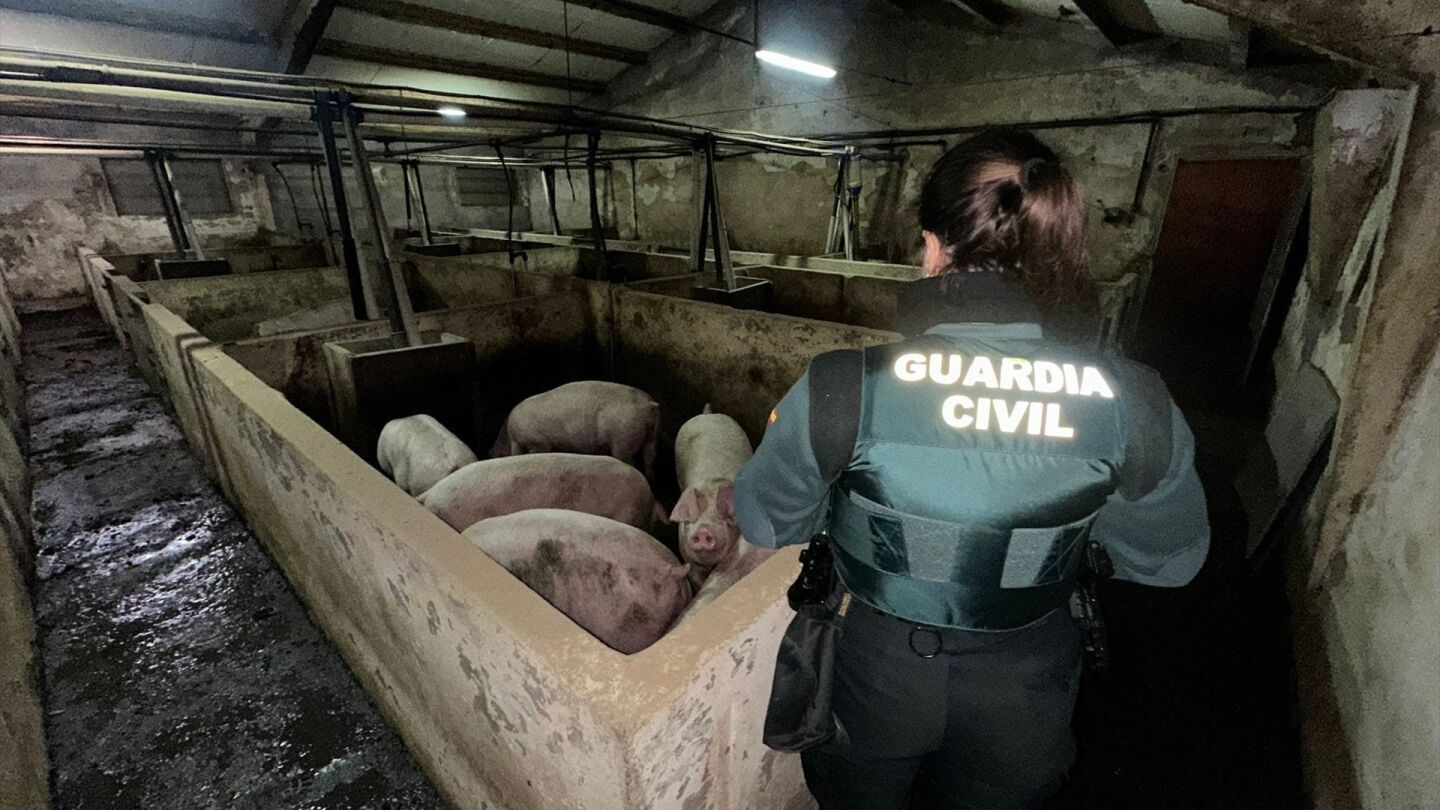 La Guardia Civil evita la muerte de 400 animales tras inundarse una explotación porcina en Aldea Real.