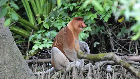 Selvas de Borneo Selvas de Borneo