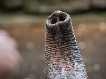 Trompa de elefante Trompa de elefante