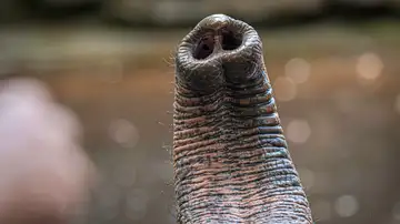 Trompa de elefante Trompa de elefante