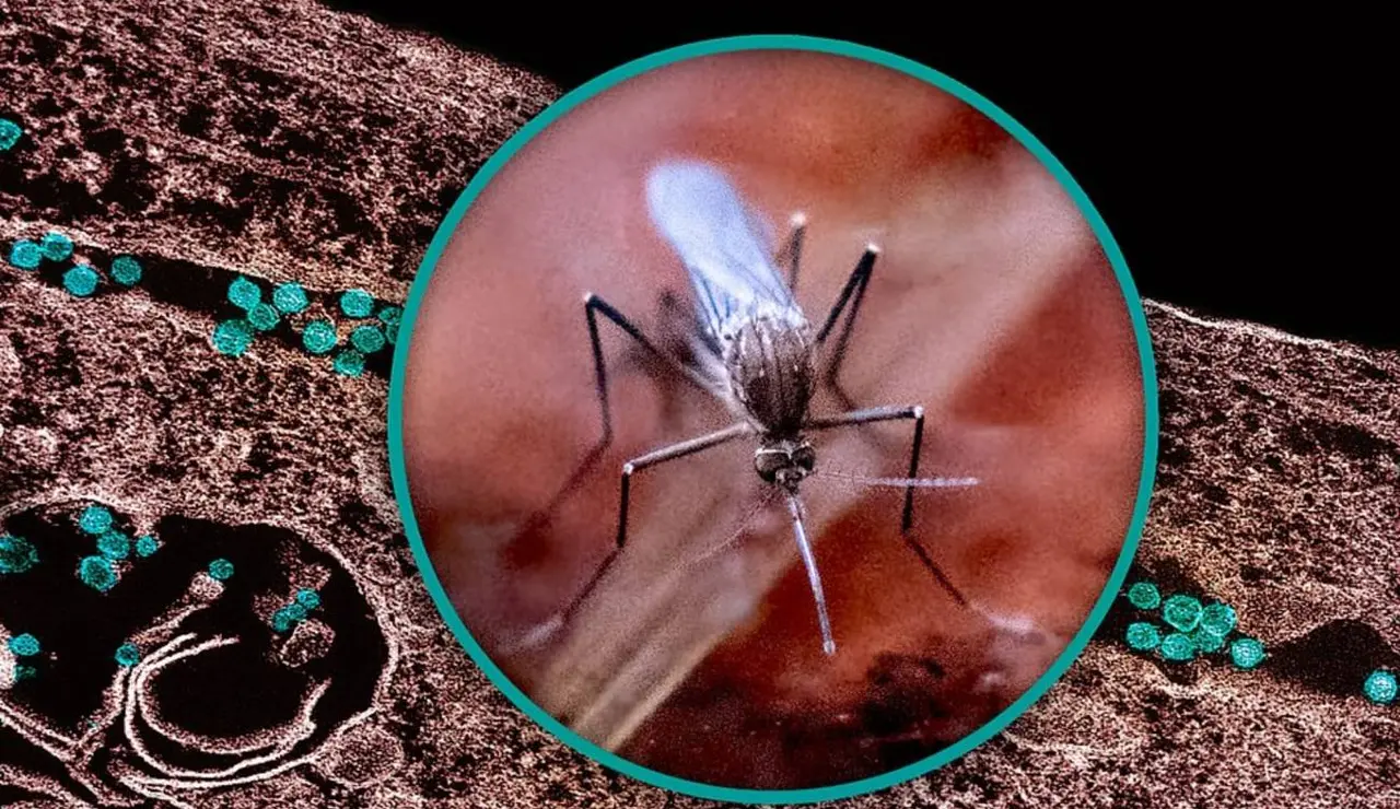 Un mosquito Culex y una micrografía electrónica de transmisión que muestra partículas del virus del Nilo Occidental