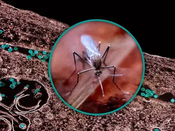 Un mosquito Culex y una micrografía electrónica de transmisión que muestra partículas del virus del Nilo Occidental Un mosquito Culex y una micrografía electrónica de transmisión que muestra partículas del virus del Nilo Occidental