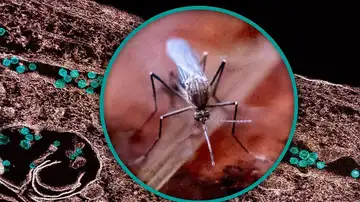 Un mosquito Culex y una micrografía electrónica de transmisión que muestra partículas del virus del Nilo Occidental Un mosquito Culex y una micrografía electrónica de transmisión que muestra partículas del virus del Nilo Occidental