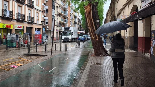 Restos de un árbol de grandes dimensiones que ha caído en la calle San Jacinto de Sevilla. Restos de un árbol de grandes dimensiones que ha caído en la calle San Jacinto de Sevilla.