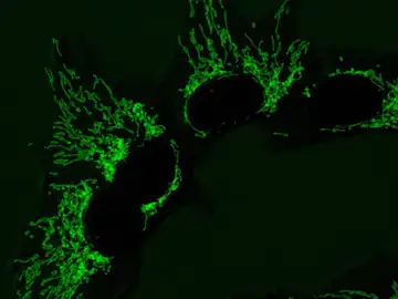 Mitocondrias en células humanas sanas Mitocondrias en células humanas sanas