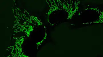 Mitocondrias en células humanas sanas Mitocondrias en células humanas sanas