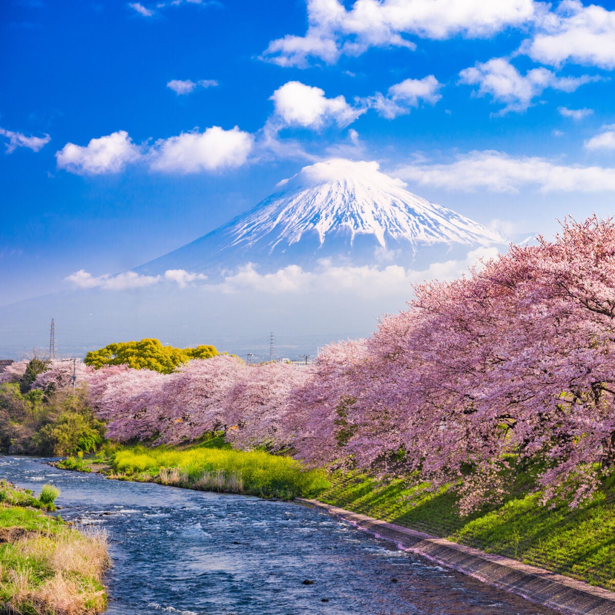 Sakura en Japón 2026: mapa con la floración de los cerezos, fechas