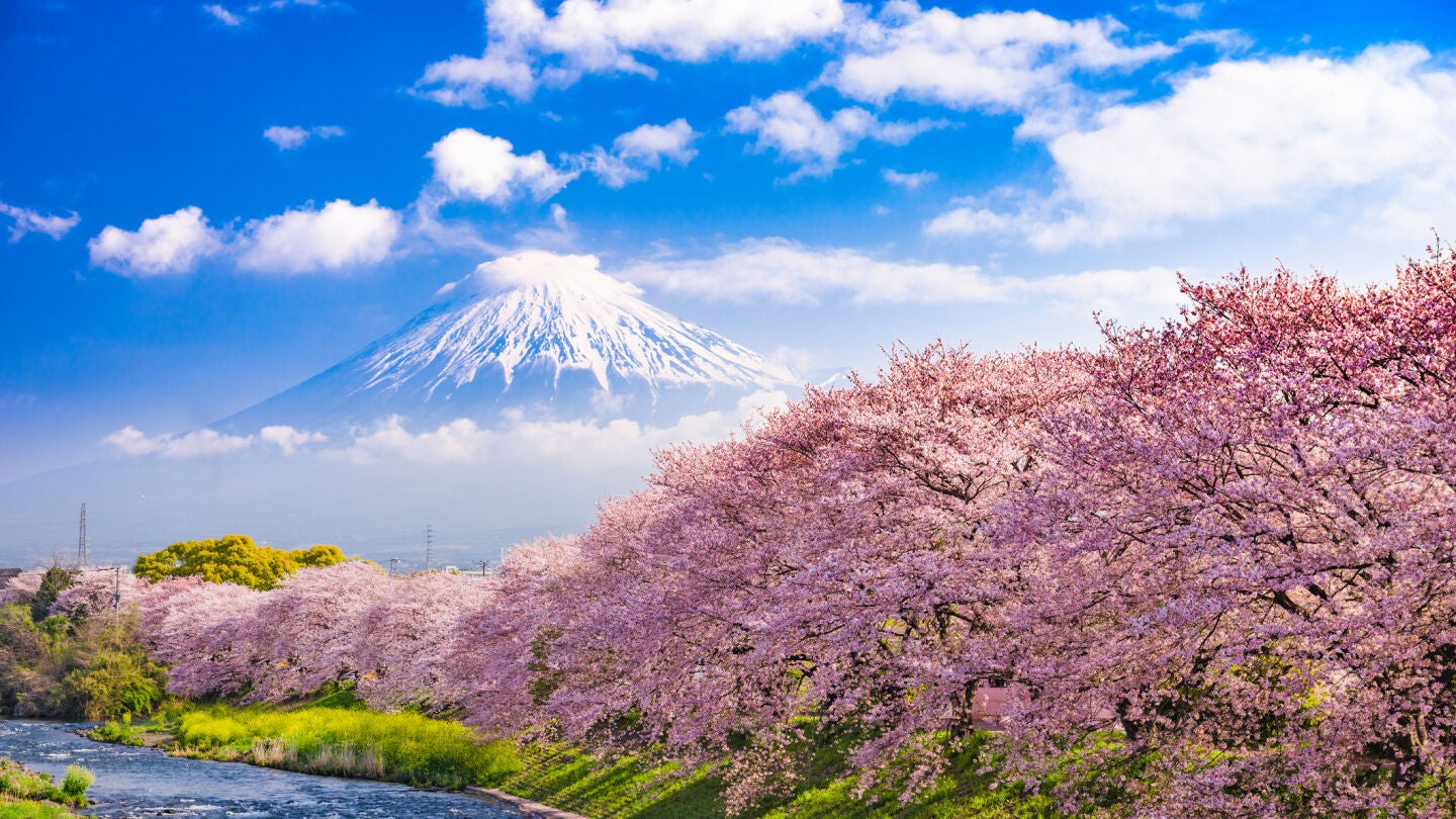 Sakura, floraci&oacute;n de los cerezos de Jap&oacute;n