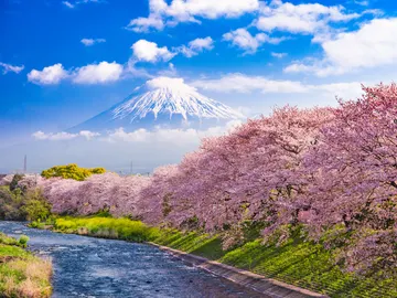 Sakura, floración de los cerezos de Japón Sakura, floración de los cerezos de Japón