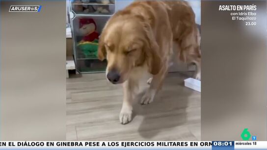 Un Golden Retriever finge estar son&aacute;mbulo despu&eacute;s de haber sido pillado robando comida