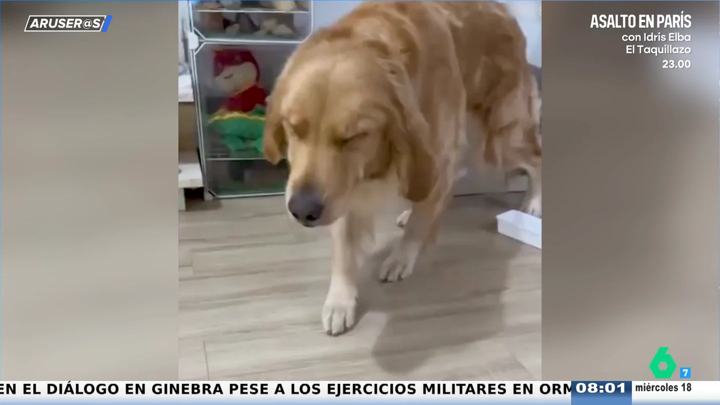 Un Golden Retriever finge estar sonámbulo después de haber sido pillado robando comida Un Golden Retriever finge estar sonámbulo después de haber sido pillado robando comida