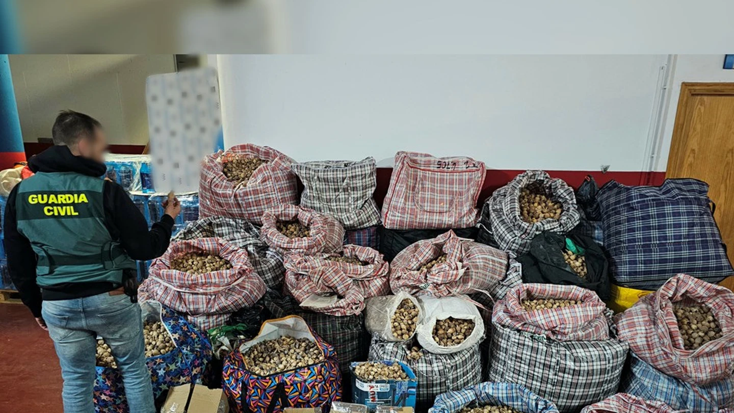La Guardia Civil incauta 527 kilos de adormidera La Guardia Civil incauta 527 kilos de adormidera