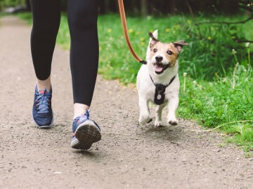 Perro paseando