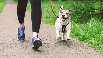 Perro paseando